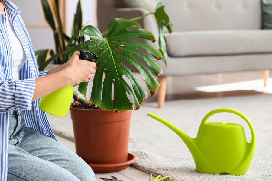 Person watering indoor plants during a home check visit — Kat Walking Dogs home check services in Hollywood FL